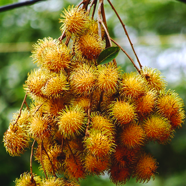 rambutan Plant 2 feet lowest price guaranteed.