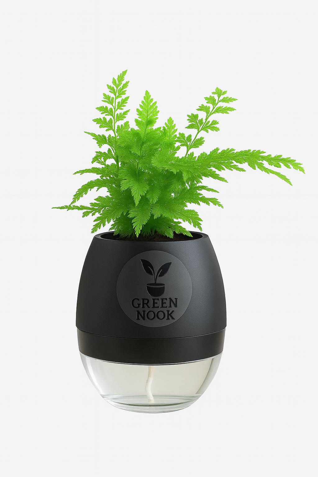Araucaria plant live air purifying indoor plant with self watering pot.