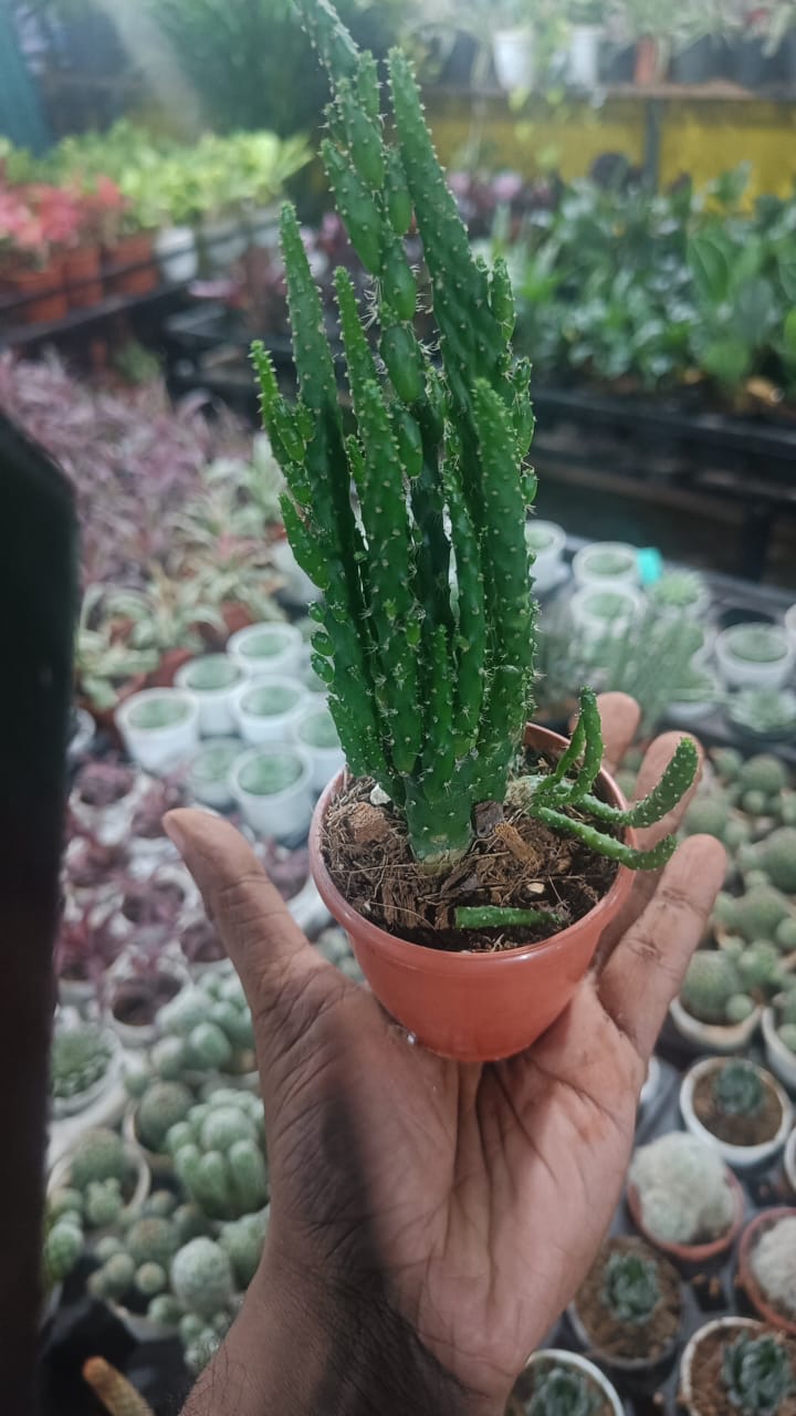 Elongated Cactus natural live indoor plant with self watering pot.