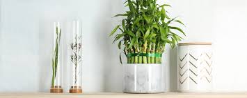 Lucky bamboo Plant with self watering pot.