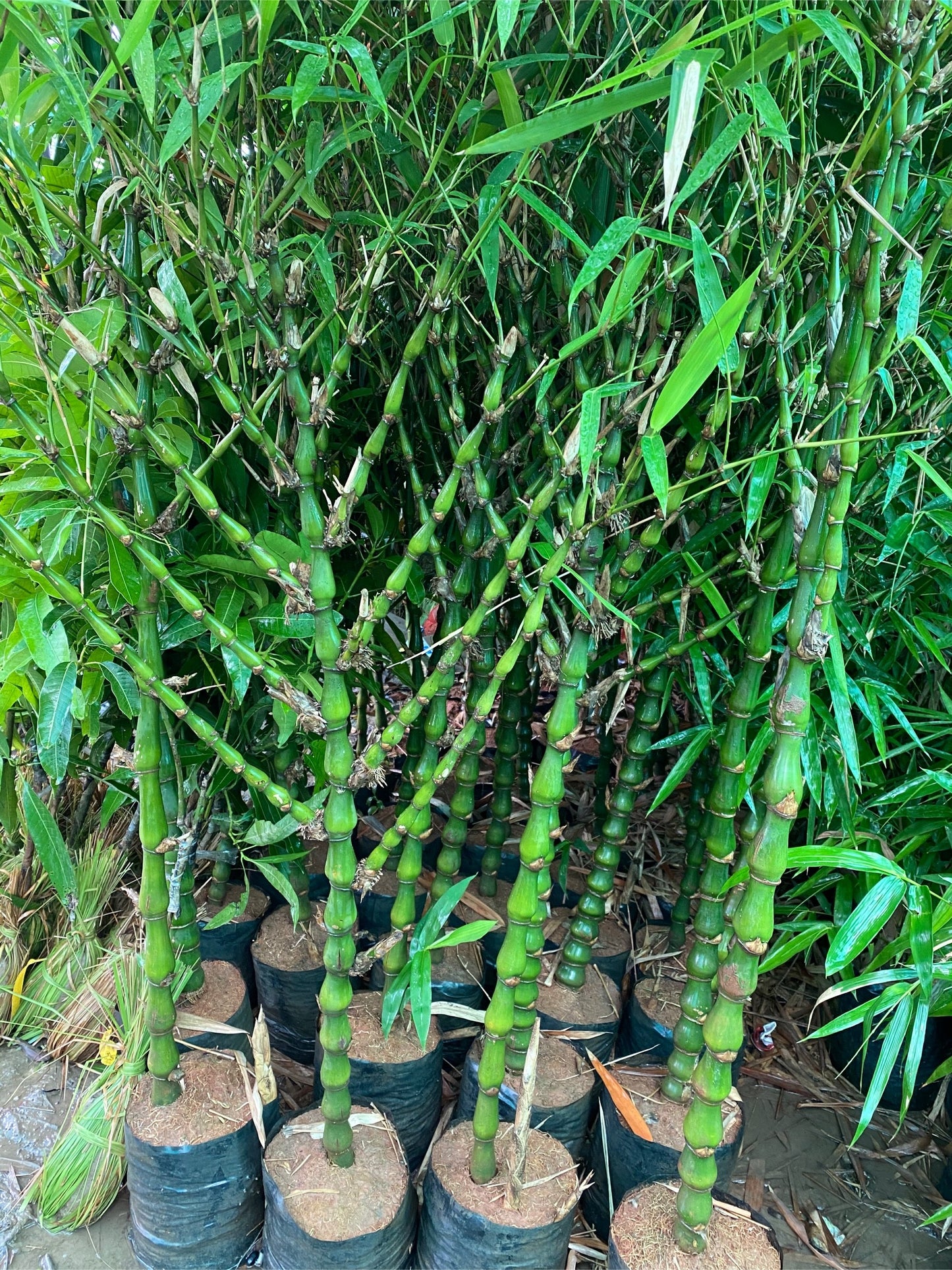 Budha bamboo 2 to 3 feet Lowest price Guaranteed.