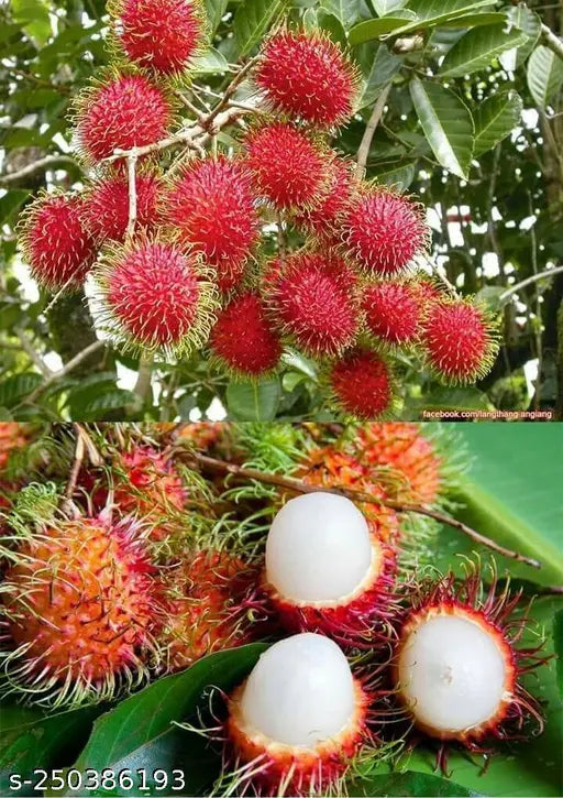 rambutan Plant 2 feet lowest price guaranteed.