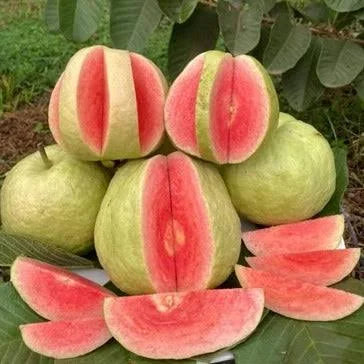 Crimson Red Diamond Japan Guava (Perakka) Live Plant – Rare Exotic Fruit Tree for Home Garden & Farm Cultivation