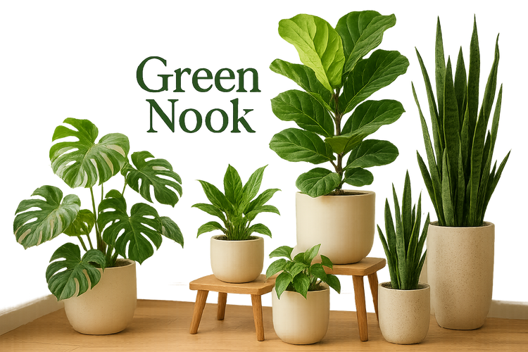 Self Watering Indoor  Plants