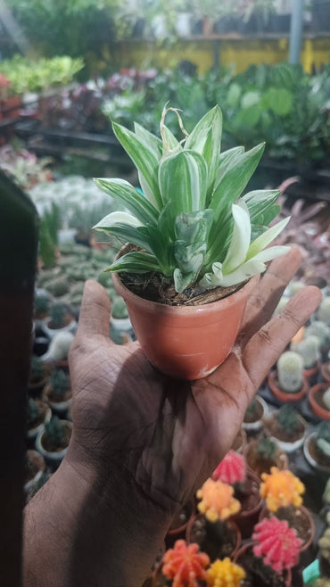 Haworthia limiforia plant live air  purifying indoor plant with self watering pot.