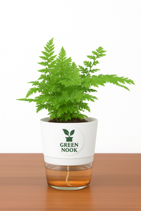 Araucaria plant live air purifying indoor plant with self watering pot.