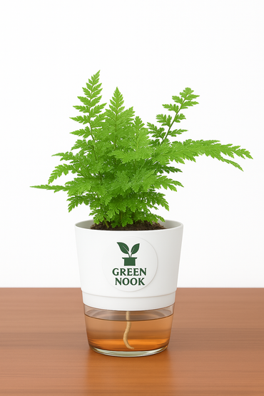 Araucaria plant live air purifying indoor plant with self watering pot.