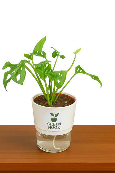Philodendron Broken Heart live indoor plant with self watering pot.