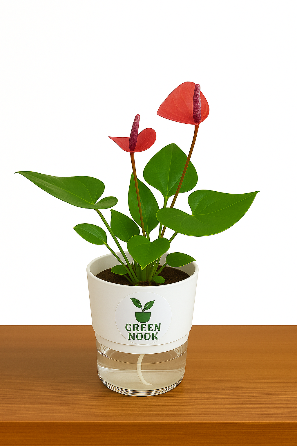 Anthurium Red plant flamingo flower plant live air purifying indoor plant with self watering pot.