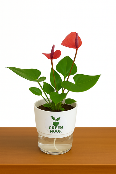 Anthurium Red plant flamingo flower plant live air purifying indoor plant with self watering pot.