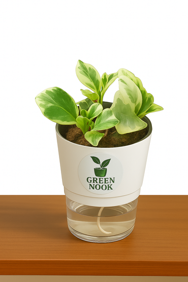 Peperomia Variegated plant live air purifying indoor plant with self watering pot.