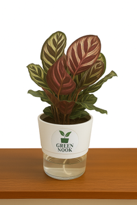 Calathea Peacock Makoyana plant live air  purifying indoor plant with self watering pot.