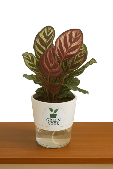 Calathea Peacock Makoyana plant live air  purifying indoor plant with self watering pot.