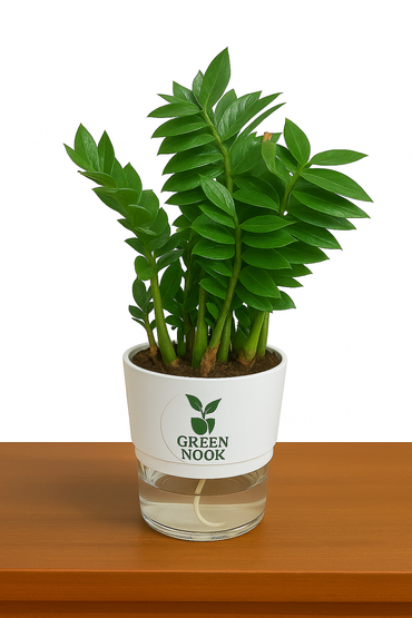 Zamioculas Zamiifolia plant live air  purifying indoor plant with self watering pot.