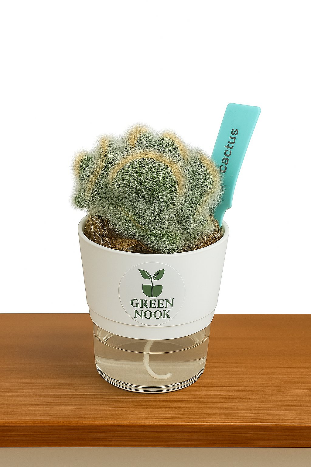 Cactus plants live air  purifying indoor plant with self watering pot.