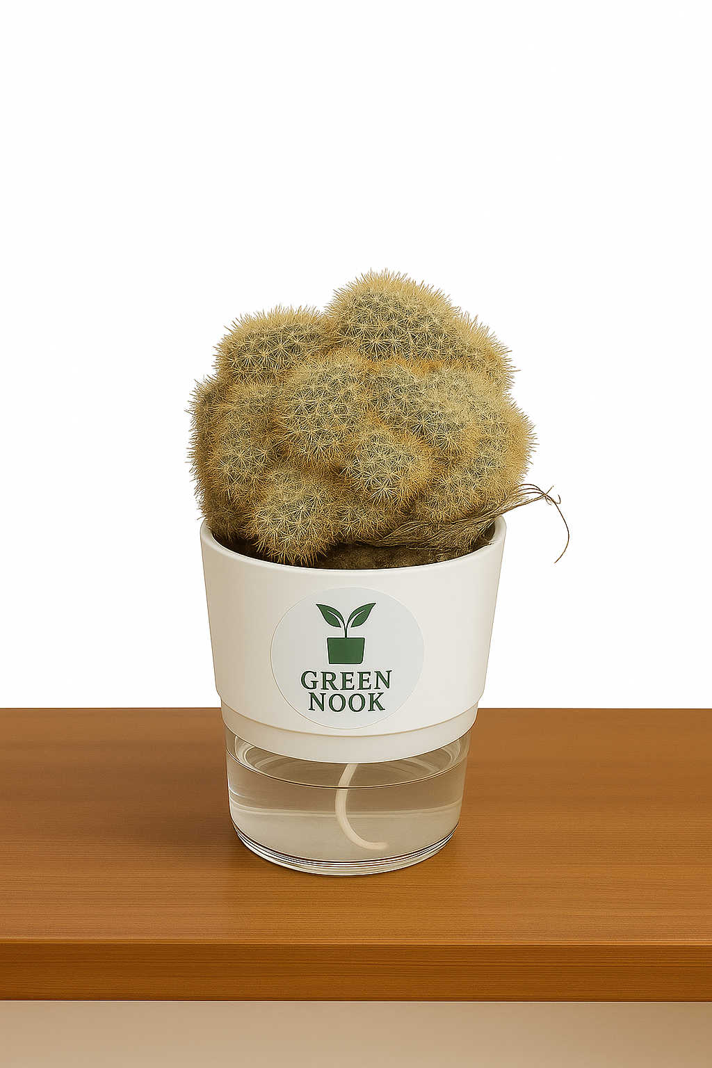Cactus plants live air  purifying indoor plant with self watering pot.