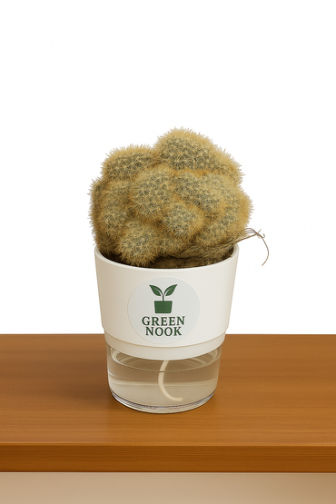 Cactus plants live air  purifying indoor plant with self watering pot.