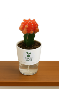 moon cactus plant live indoor plant with self watering pot.