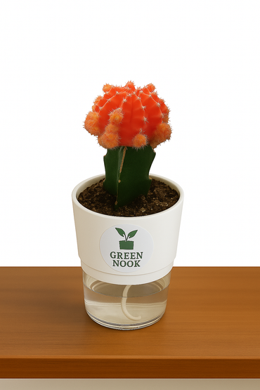 moon cactus plant live indoor plant with self watering pot.