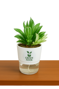 Haworthia limiforia plant live air  purifying indoor plant with self watering pot.
