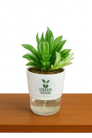 Haworthia limiforia plant live air  purifying indoor plant with self watering pot.