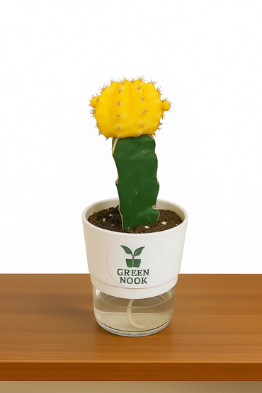 moon cactus plant live indoor plant with self watering pot.