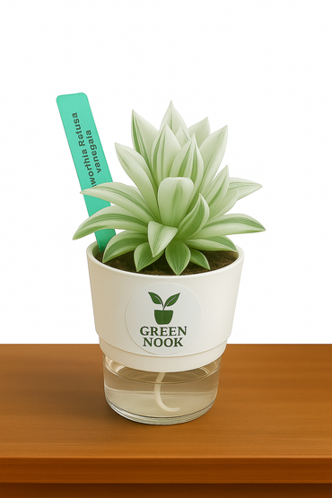 Haworthia retusa plant live indoor plant with self watering pot.
