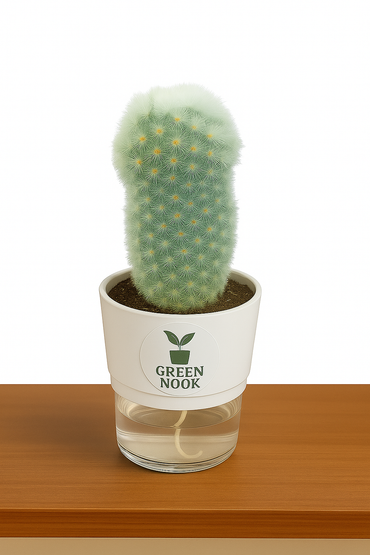 Cactus plants live air  purifying indoor plant with self watering pot.