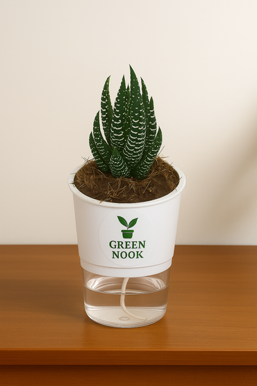 Zebra Haworthia succulent plant live indoor plant with self watering pot.
