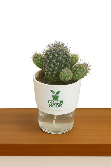 Noto Cactus rutilant plant live indoor plant with self watering pot.