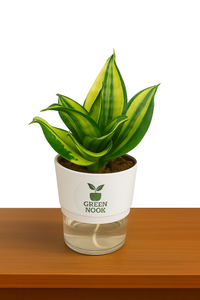 Sansevia green with golden snake plant live indoor plant with self watering pot.