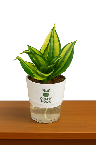 Sansevia green with golden snake plant live indoor plant with self watering pot.