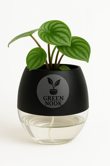 Peperomia Watermelon live indoor plant with self watering pot.