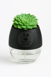 original Lakshmi Kamal indoor plant with self watering pot vasthu plant.