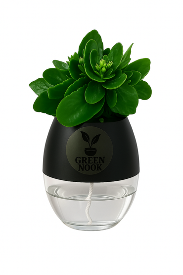 Bear Paw Kalanchoe Succulent Crassula natural live indoor plant with self watering pot.