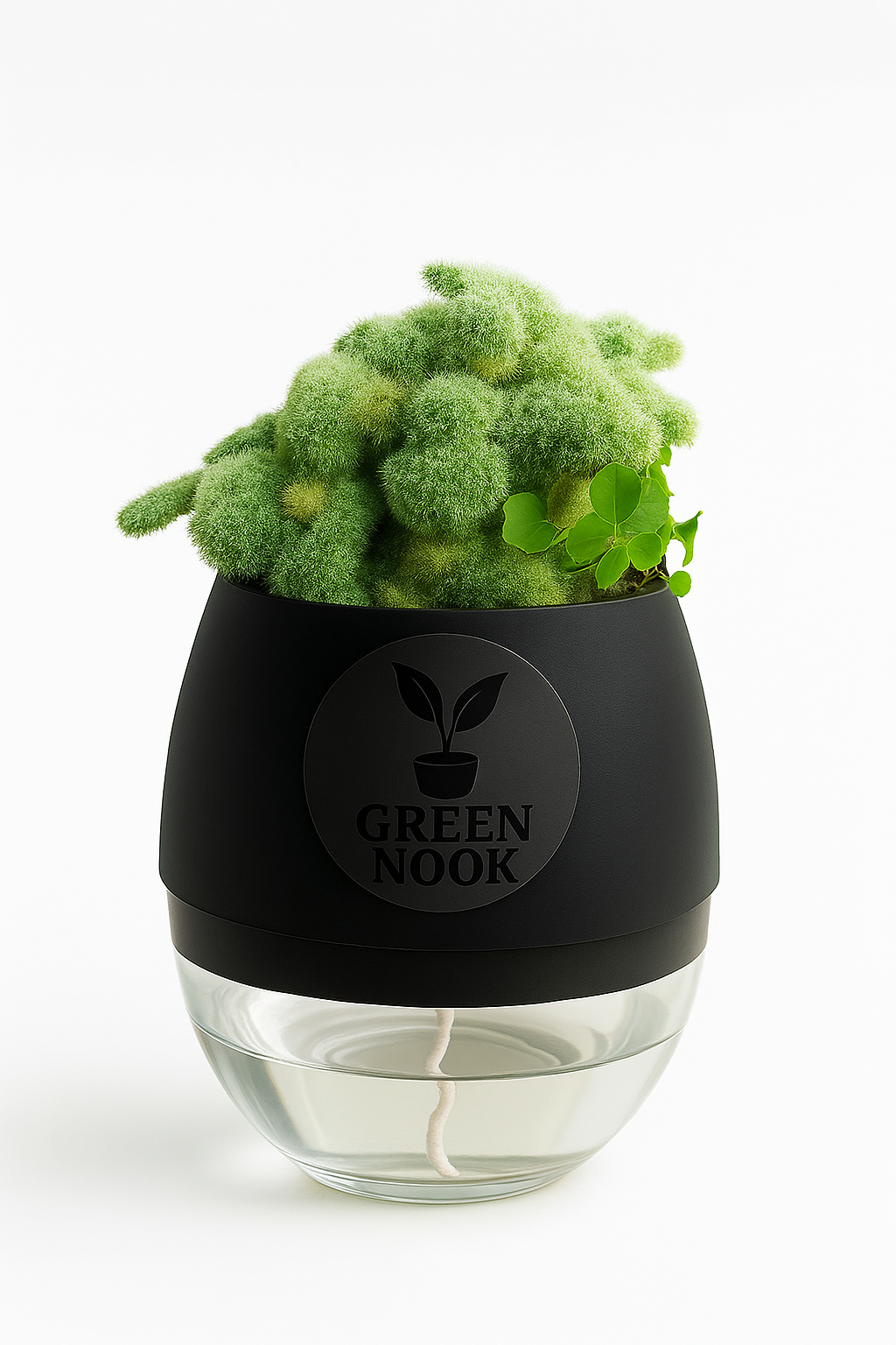 Cactus plants live air  purifying indoor plant with self watering pot
