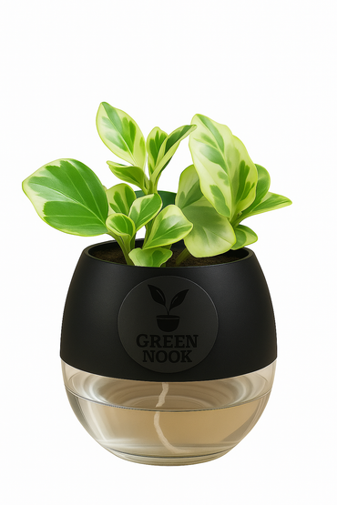 Peperomia Variegated plant live air purifying indoor plant with self watering pot.