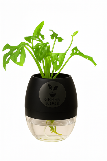 Philodendron Broken Heart live indoor plant with self watering pot.