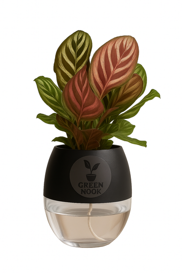 Calathea Peacock Makoyana plant live air  purifying indoor plant with self watering pot.