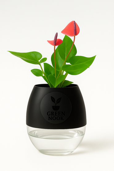 Anthurium Red plant flamingo flower plant live air purifying indoor plant with self watering pot.