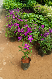 Melastoma garden plant with Plastic pot 6 inch.