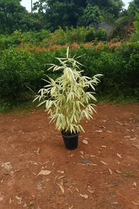 White Bamboo with 7 inch plastic pot.