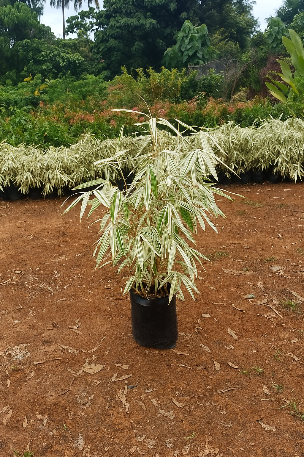 White Bamboo with 7 inch plastic pot.