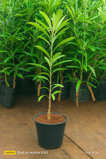 kalapadi mango tree 2 or 3 feet.