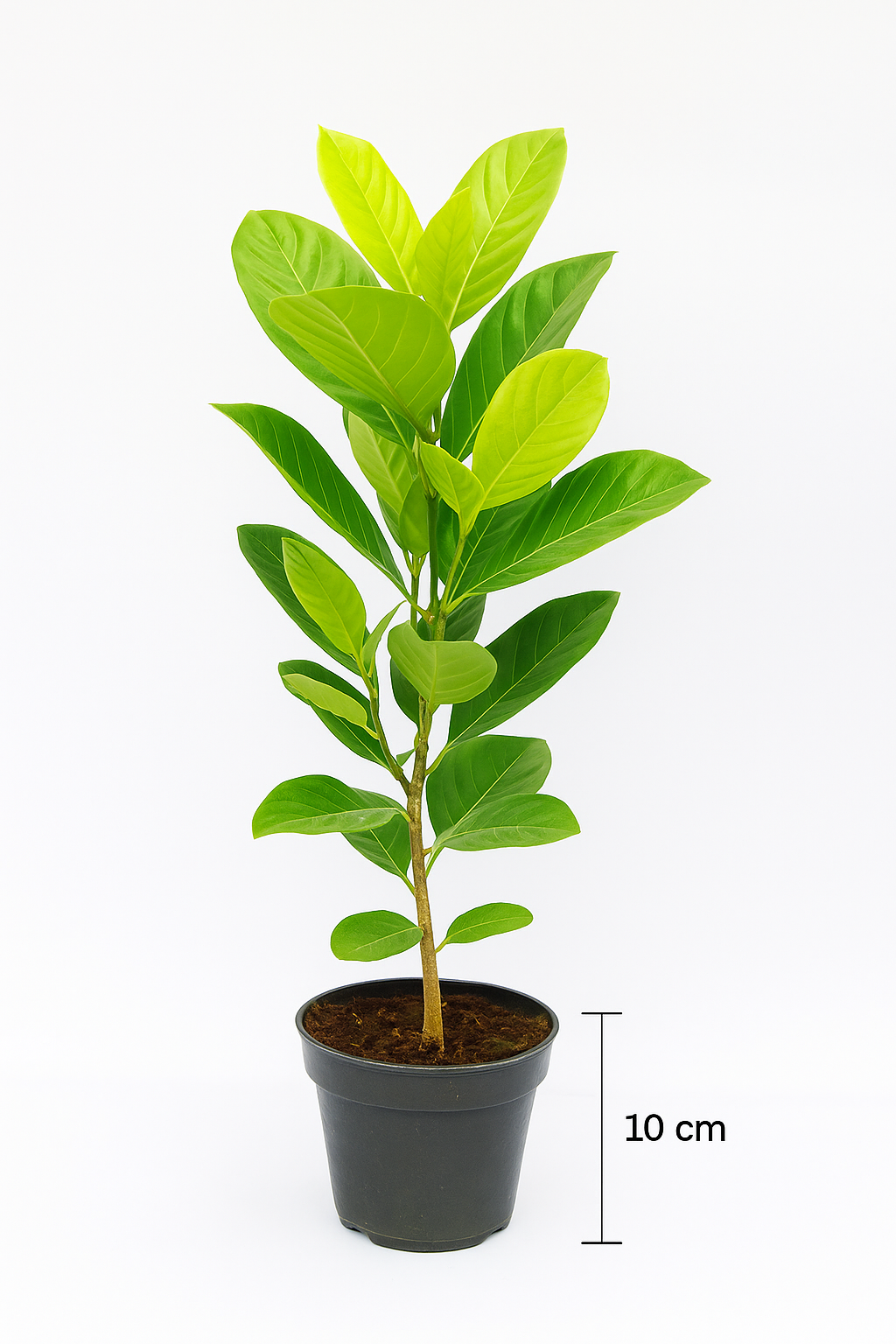 Vietnam early Jackfruit 533 plant size 2 to 3 feet.