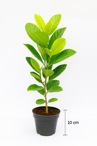 Vietnam early Jackfruit 533 plant size 2 to 3 feet.