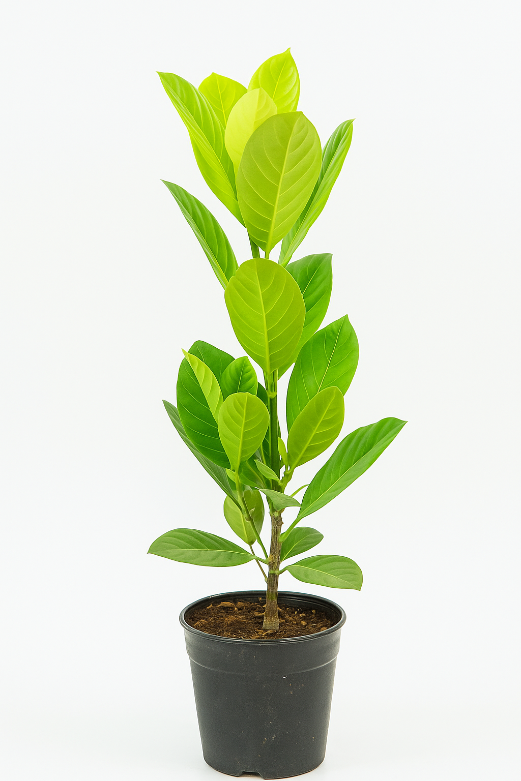 Vietnam early Jackfruit 533 plant size 2 to 3 feet.