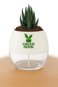 Zebra Haworthia succulent plant live indoor plant with self watering pot.