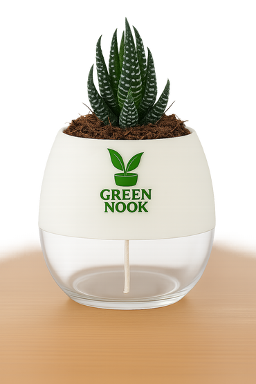 Zebra Haworthia succulent plant live indoor plant with self watering pot.