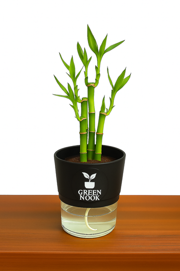 Lucky bamboo Plant with self watering pot.
